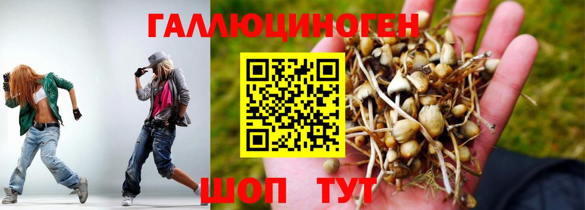 Псилоцибиновые грибы Psilocybe Уссурийск